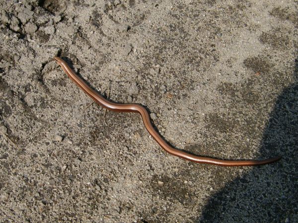 starsza fotka okolice wsi Padalec na leśnej drodze