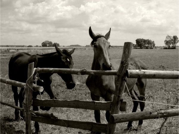 Na łąkach-Przyrów2009