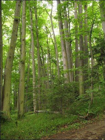 Wspaniałe lipy (wiek do 200 lat, wysokość do 30 m).