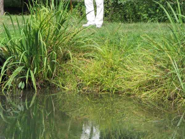 w parku sadzawki rybne, stawy oraz rosną kilkusetletnie dęby, jesiony, brzozy i sosny kanadyjskie.