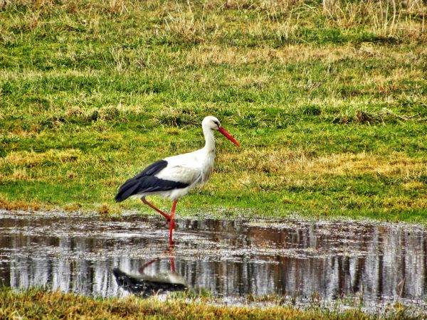 Bociek,z ubiegłego roku