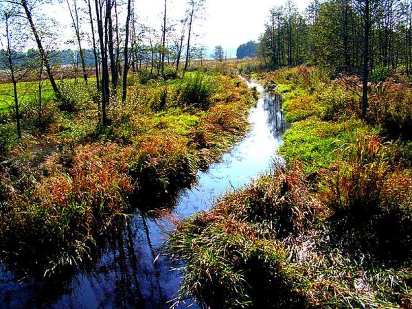 Okolica Krolowego Mostu