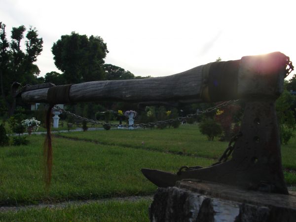 W ogrodzie palacu  lazienkowskiego