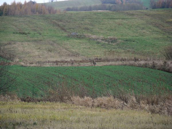 remizy śródpolne, zagony i pastwiska - a "palba fleszy" łanie zawstydziła i tylko cewki i badyle napięły i lustrami błyskając oddalają się - ostoja  inaczej: ko
