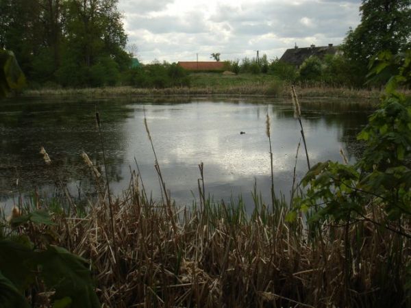 Staw dworski w Majatku Ziemskim Smokowo. W dali zabudowania folwarczne ( czerwone dachówki na dachu). Piekne miejsce pełne tajemniczej historii zwiazanej z dwor