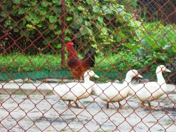 W Turnej nawet kaczki chodzą gęsiego-pod kontrolą koguta