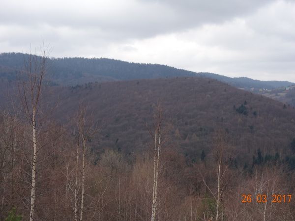 Rezerwat "Las Gościbia" Stoki Babicy, na wprost Kamienna. Miejsce kwaterowania oddziałów partyzanckich podczas II wojny światowej.