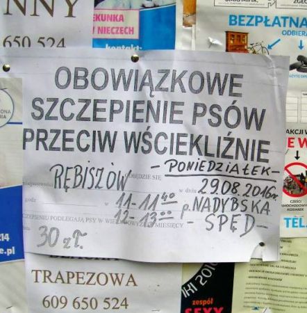 w dobie różnych gryp obowiązkowe szczepienie rasy psiej nie było czasu na zwiedzanie możliwe że mają coś ciekawego