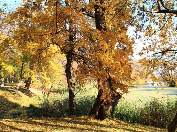 Park w Medyce − pochodzący z drugiej połowy XVI wieku (z reliktami z XIV i XVI wieku).