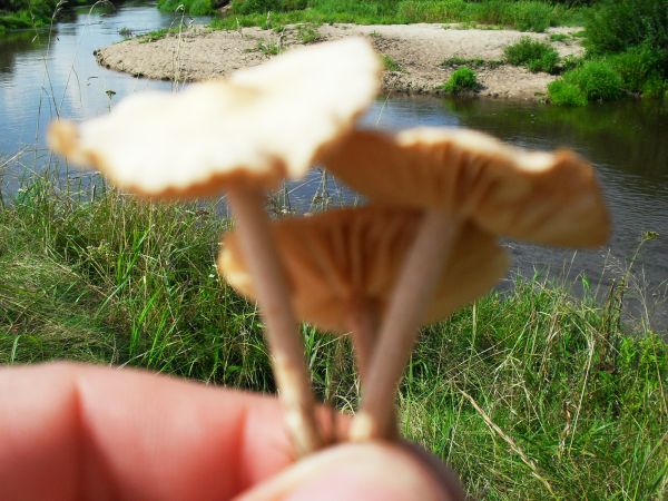 Te grzyby to "podróżki"-przysmak z łąk nad Liwcem-pierogi z tymi grzybami,to palce lizać!Jak je zrobić?O to trzeba spytać mieszkańców wsi,bo tylko oni znają tę