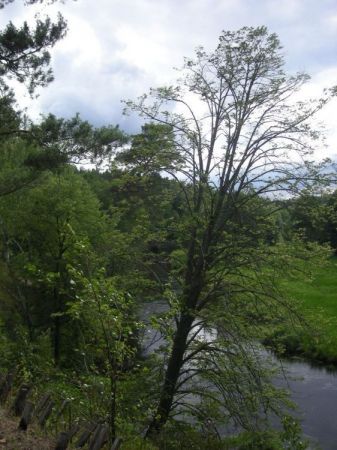 Rzeka Wda- po prawej stronie- u wejscia do rezerwatu przyrody