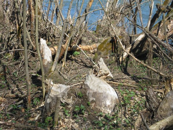 bobry tu były i pewnie są - tylko pozować do zdjęcia nie chcą... - tu na wysokości : przy pomniku przyrody "Progi skalne na Hoczewce". Polecam też inne pomniki