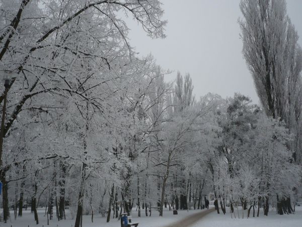 Park  miejski  zimą.
