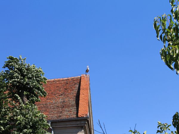 Łopienno,bocian na szczycie kościoła.