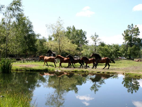 zdjecie Stary Gierałtów