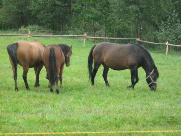 Zdjęcia Mikstat-Pustkowie