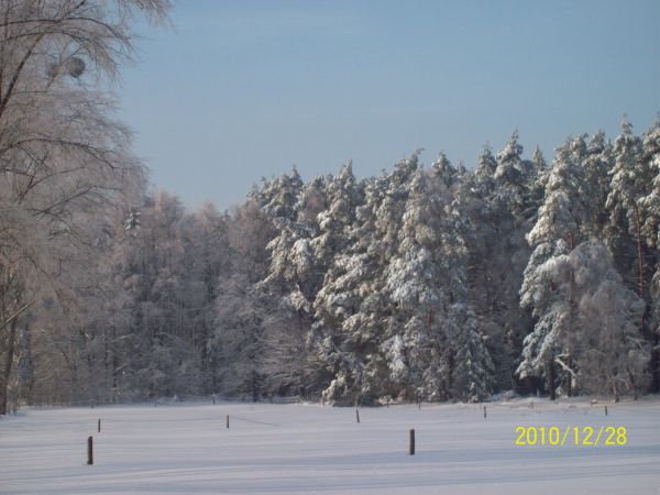 Miejsce spotkania się lasu iglastego z liściastym.