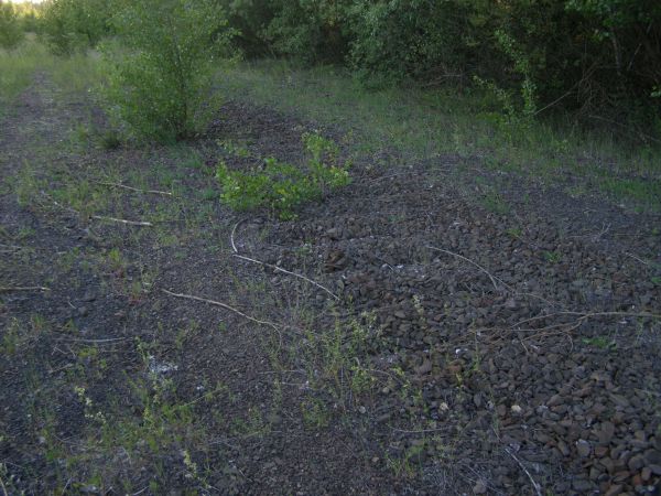 Zdewastowana fabryka domów ul. Północnej   fot.  36 Byłe torowisko