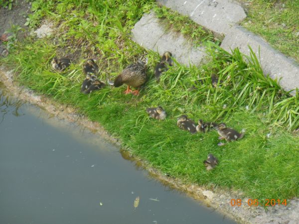 Kaczuszki w ogrodzie Branickich.