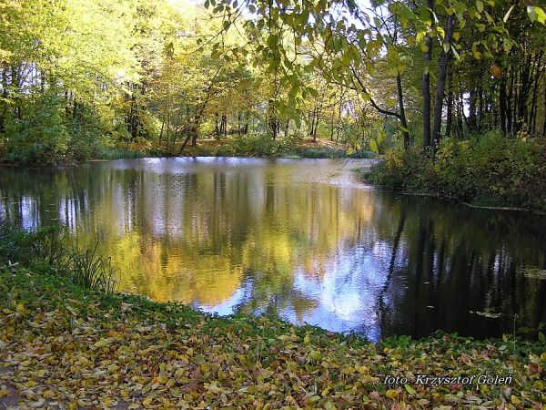Poniatowa, staw Krupnik, znajdujący się w centrum miasta. Foto. Krzysztof Goleń