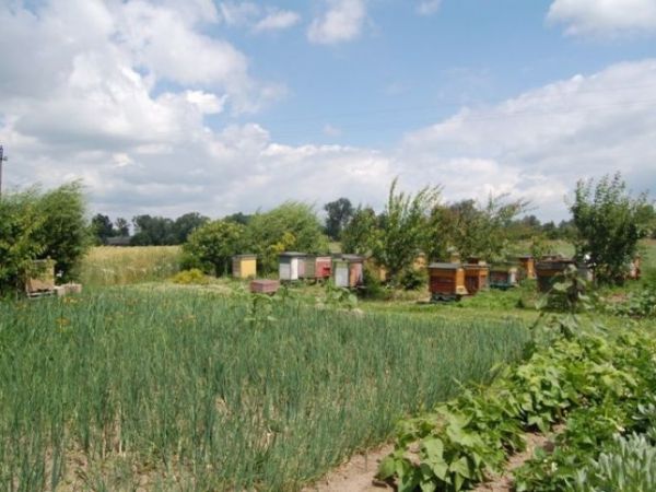 Pasieka w Rzążewie