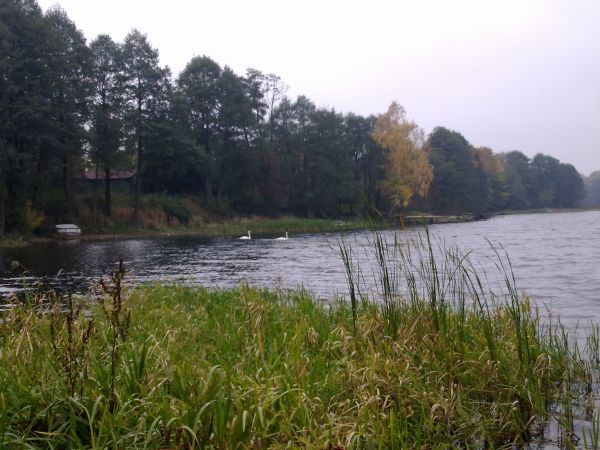 Opustoszało jezioro w Szczekarzewie / pozostały tylko łabędzie/