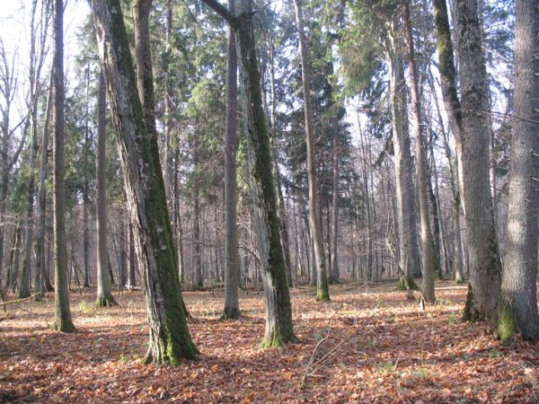 zdjecie Białowieża