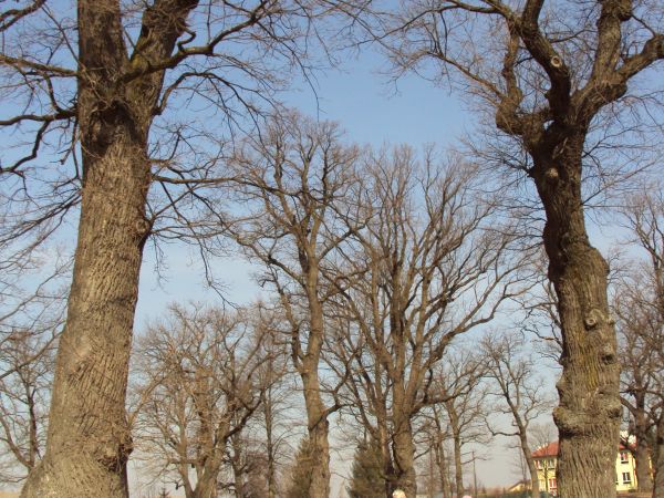 energię od dębu czerpie - jest to forma akumulatorów ładowania - a to pierwszy dzień wiosny ! - toteż wszelki sposób dobry, jeśli nadzieje stwarza i realizację