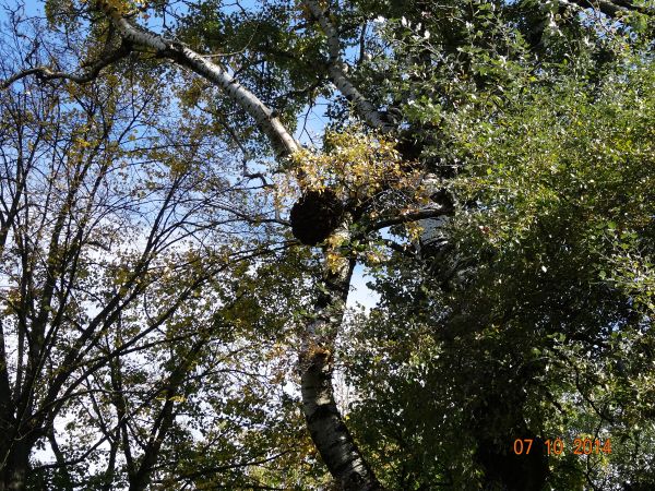 na potężnej brzozie przy stawie : pielesz - gniazdo ptaka drapieżnego, mówiono że nawet to puchacza - największego z polskich sów, sporo kosteczek ssaków i piór