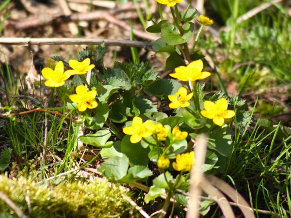 zdjecie Tyniewicze Duże