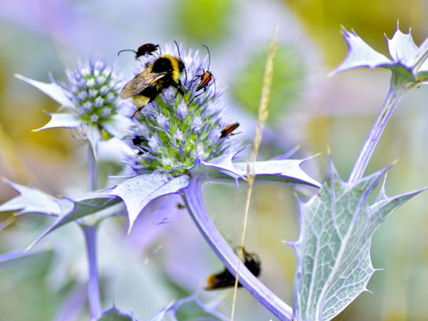 Na wydmach w pobliżu Apartamentów Bajkowa Plaża