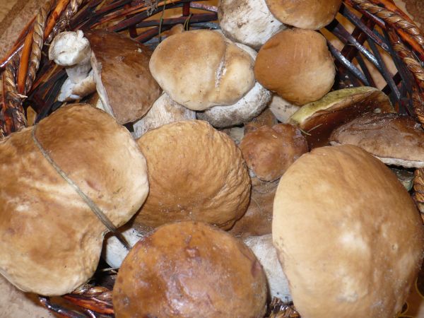 Takie okazy i w  Lusówku znajdziemy...