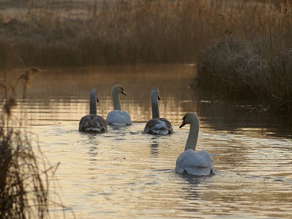łabędzie na rz. kocuń