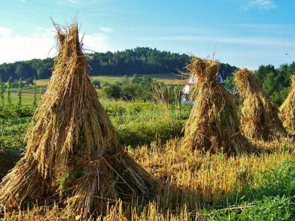 Wojnarowa-zniwa. Fot. Daniel L.