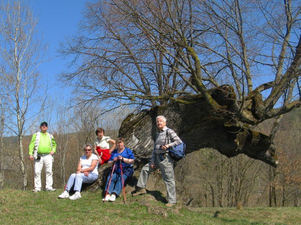 Niemalże - w cieniu, niemalże - pomnika przyrody, w środku wsi obok potoku Dziurdziówka. Największe bogactwo flory znajdziemy w lasach łęgowych, ciągnących się