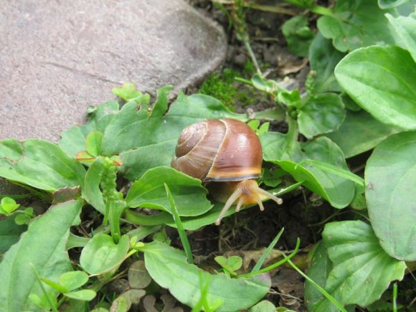 Ślimak ,ślimak , pokaż rogi ...