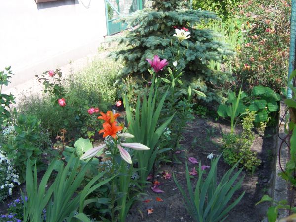 Kolekcja lilii przed domem