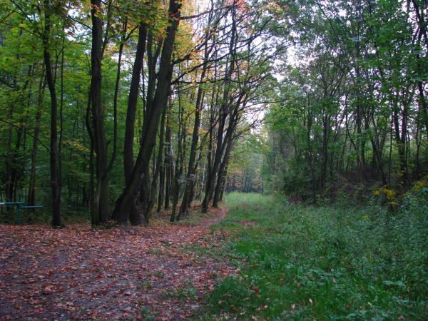 Jesienne początki / Będzin - Grodziec las