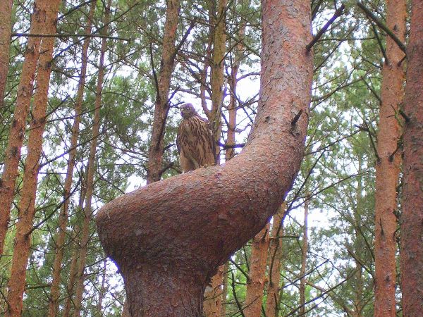 Gniazdo Jastrzębia-Krótkoszpon Gadożer, w marusańskim lesie