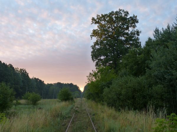 zdjecie Białowieża