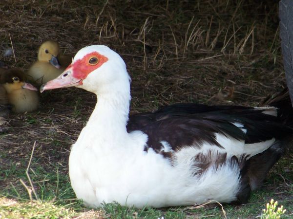 Kacza rodzinka przy parkingu.