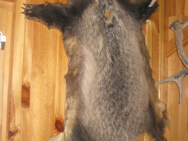 na ścianie / boazerii - w leśniczówce, /przy okazji do galerii miasta Brzozów - zapraszam, tam zdjęcia z wystawy w nadleśnictwie/.