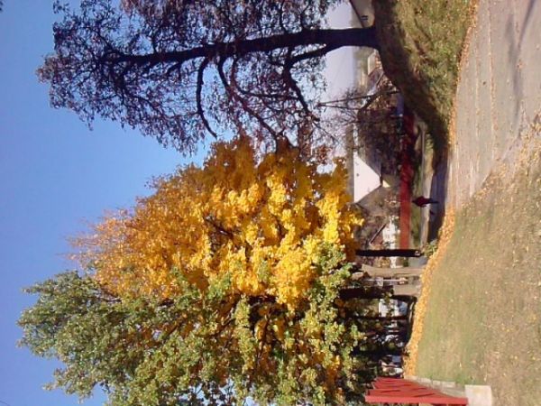 zdjecie Miękisz Stary