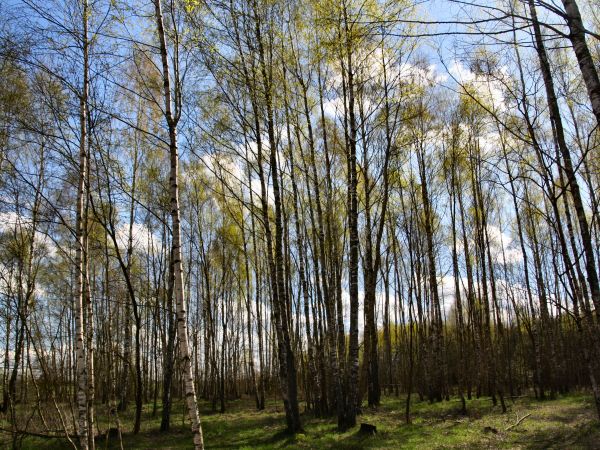 zdjecie Tyniewicze Duże