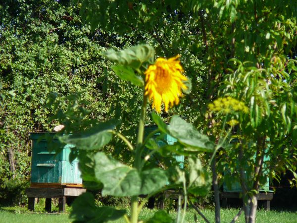 To tu powstają najlepsze polskie miody. Palce lizać!