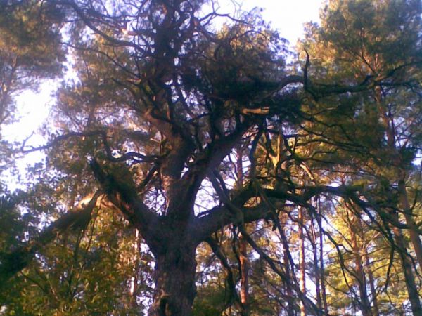 Legendarna sosna. To trzeba zobaczyć na własne oczy !!!