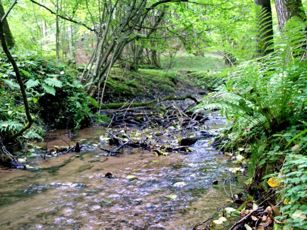 Śliwice "Goły Jon". Powrót do natury.