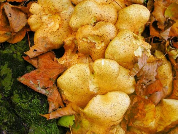 Na dróżce z Góry Św. Anny do Poręby