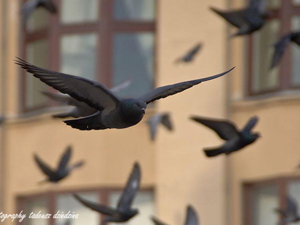 Kraków-gołębie na krakowskim rynku
