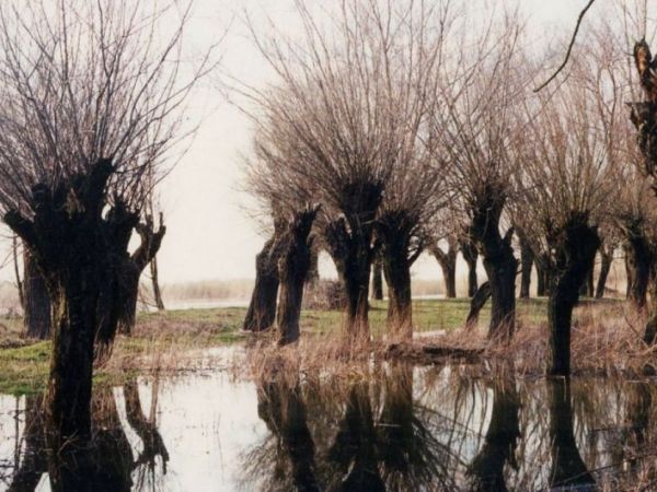 zdjecie Stare Kaliszany